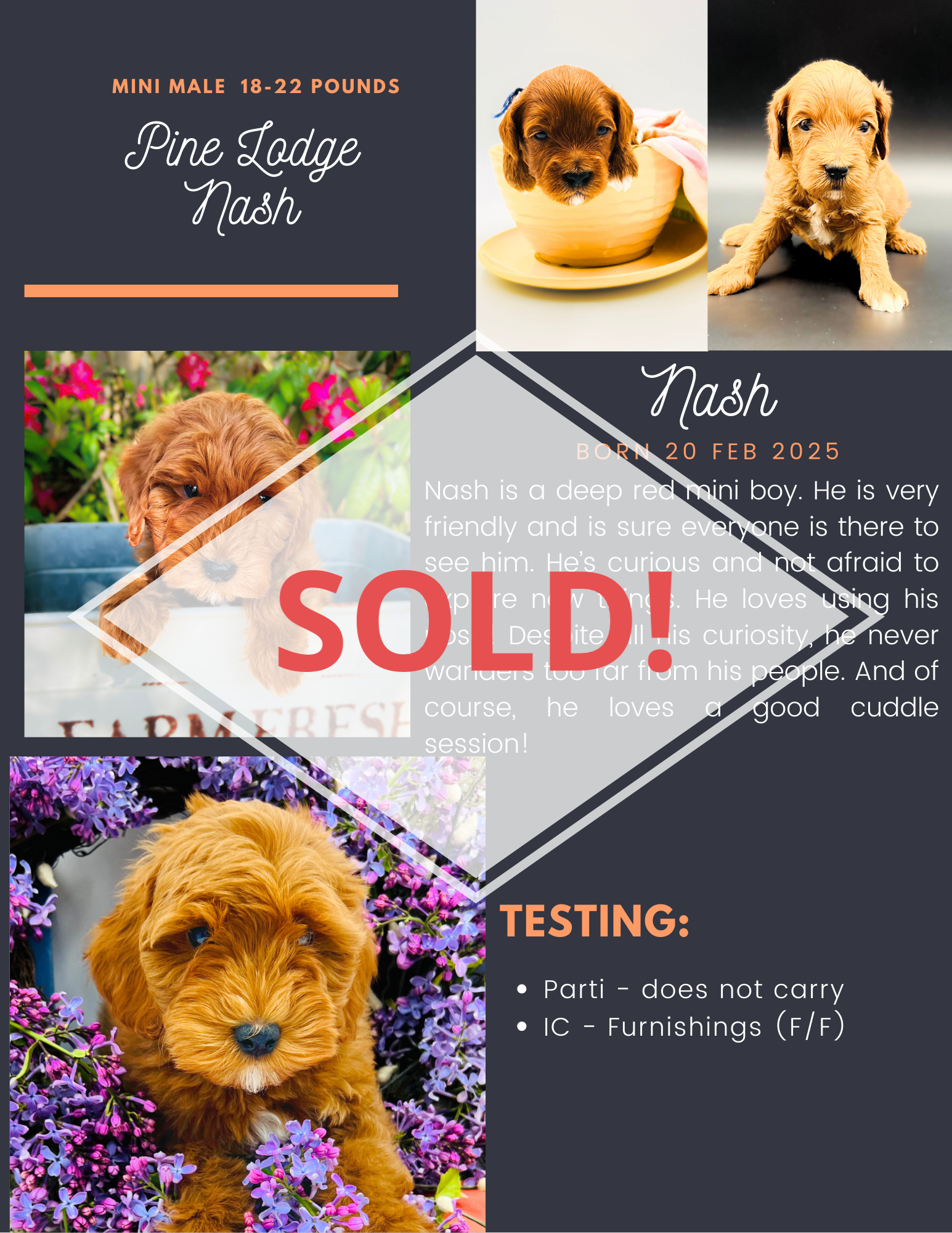 A collage of pictures of puppies and a description of them.