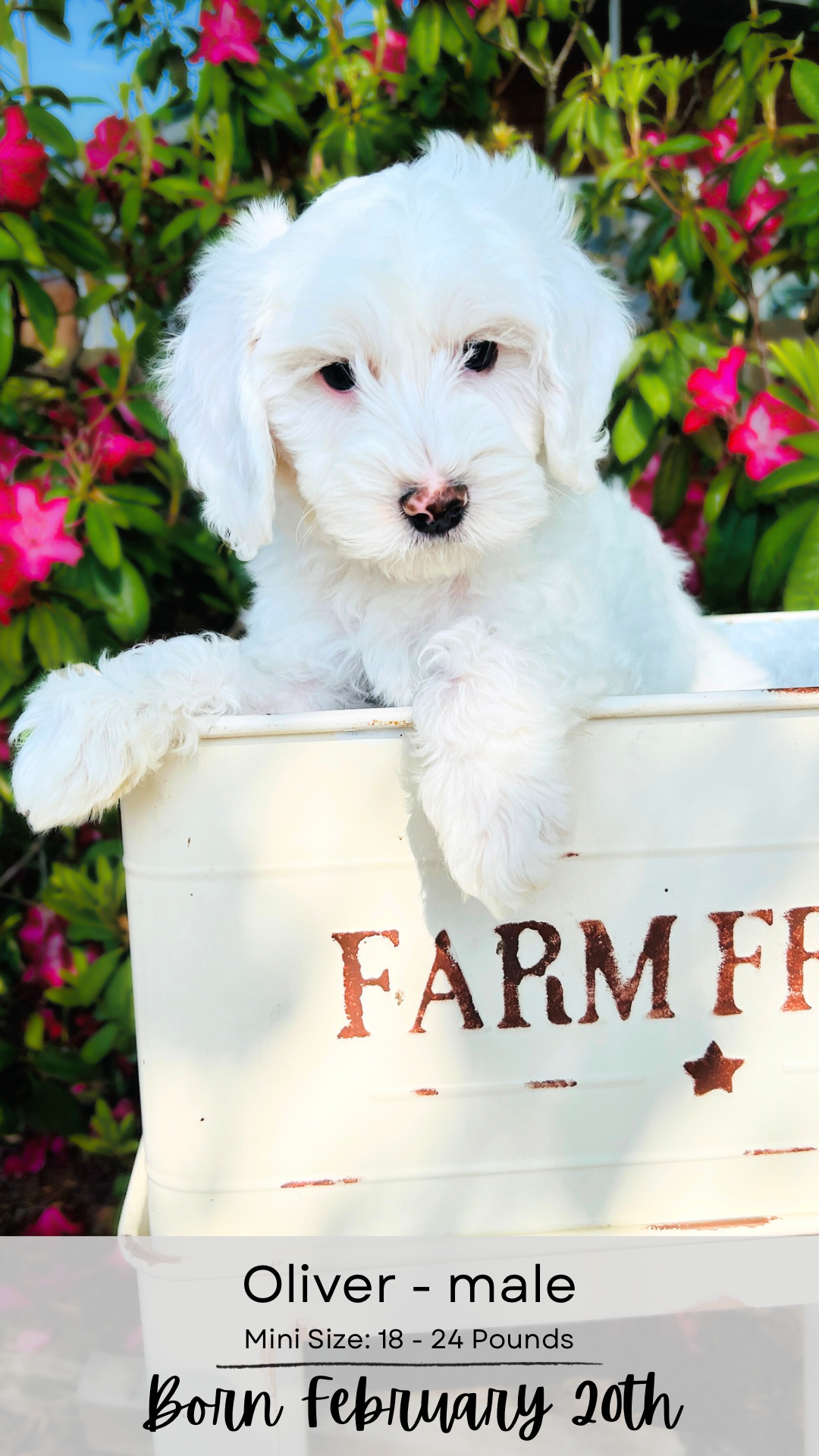 Clefa mini-sized labradoodle