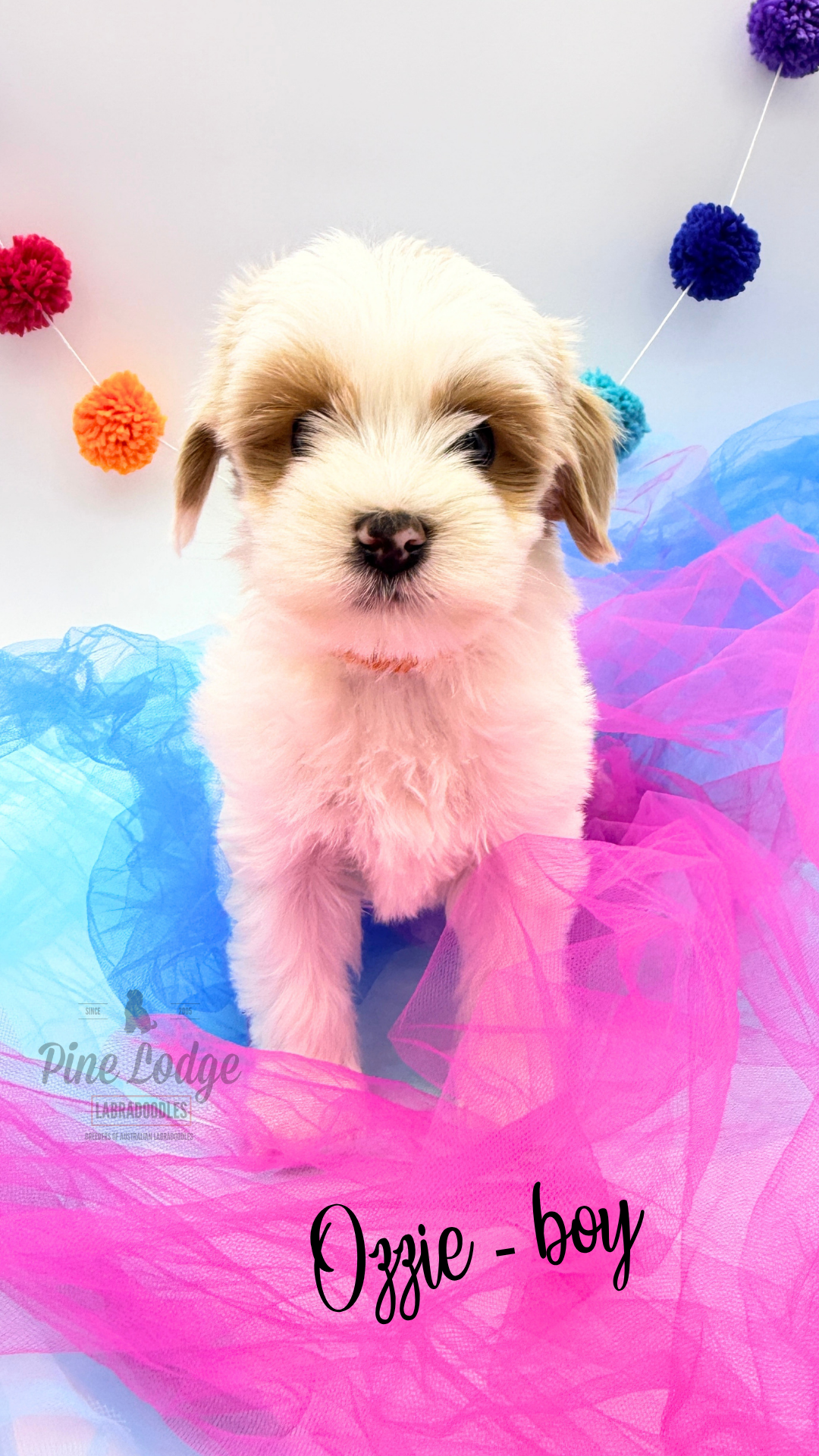 Twila medium-sized labradoodle