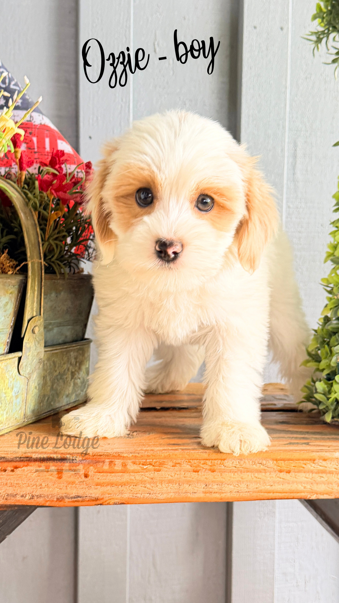 Twila medium-sized labradoodle