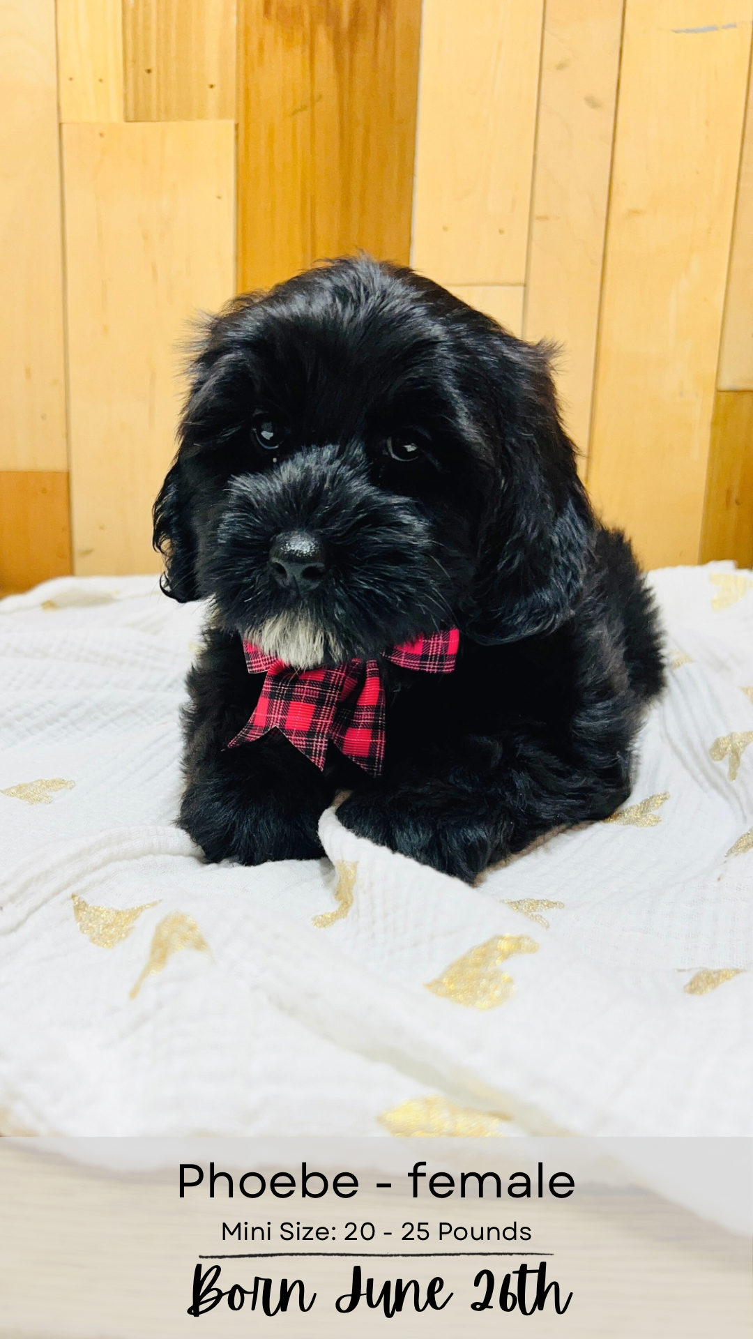 Levi  mini-sized labradoodle