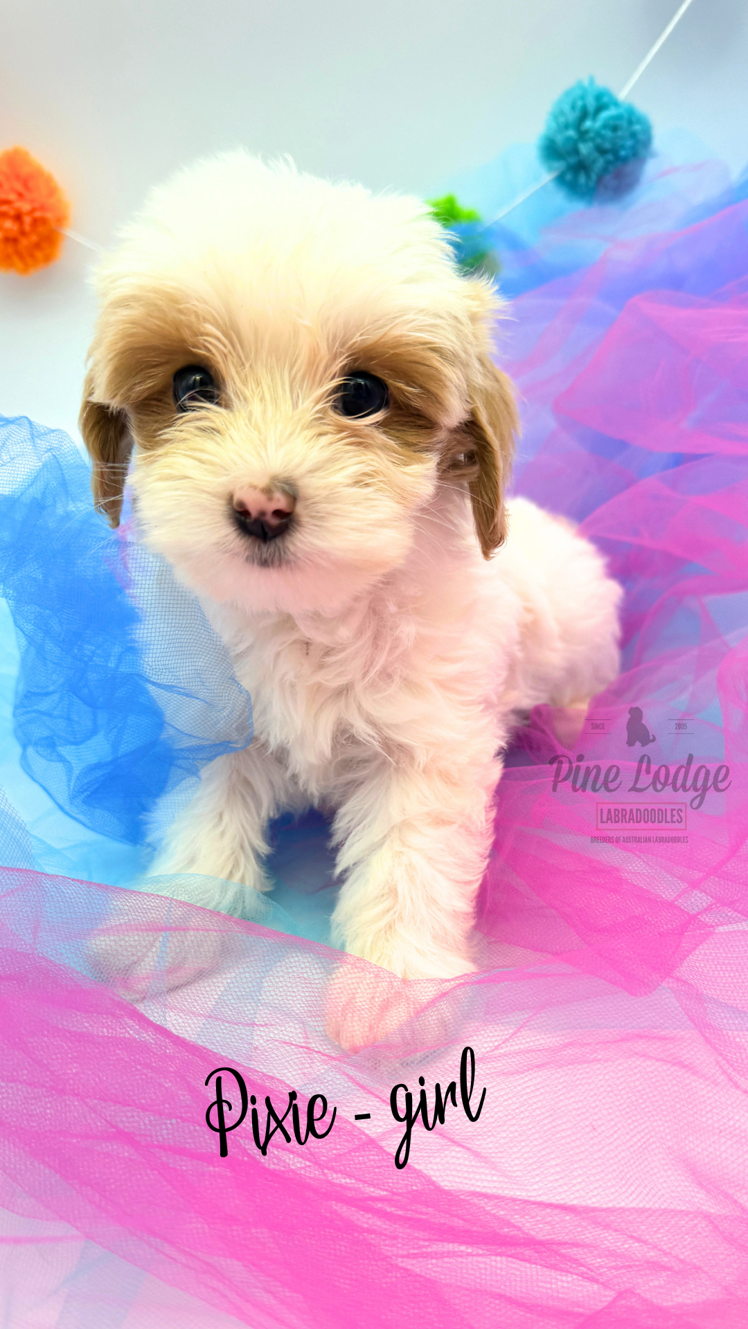 Twila medium-sized labradoodle