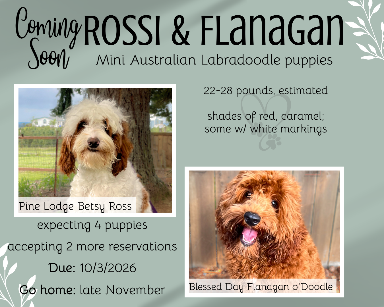 Announcement for puppy litters: Photos of two dogs, Dolly and Tex, with due/go-home dates and color details.