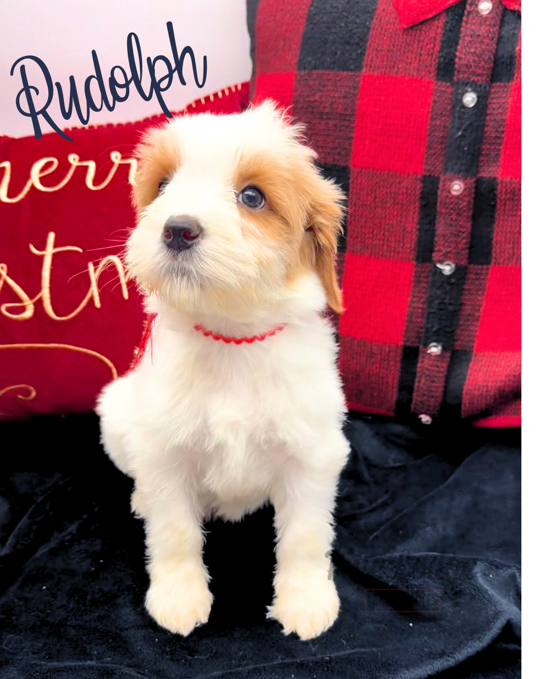 Nelson medium-sized labradoodle