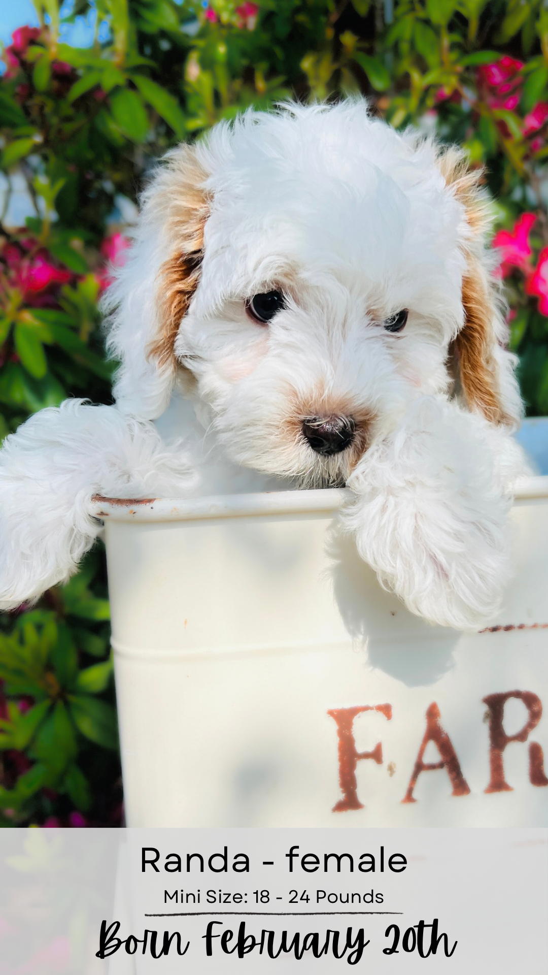 Clefa mini-sized labradoodle