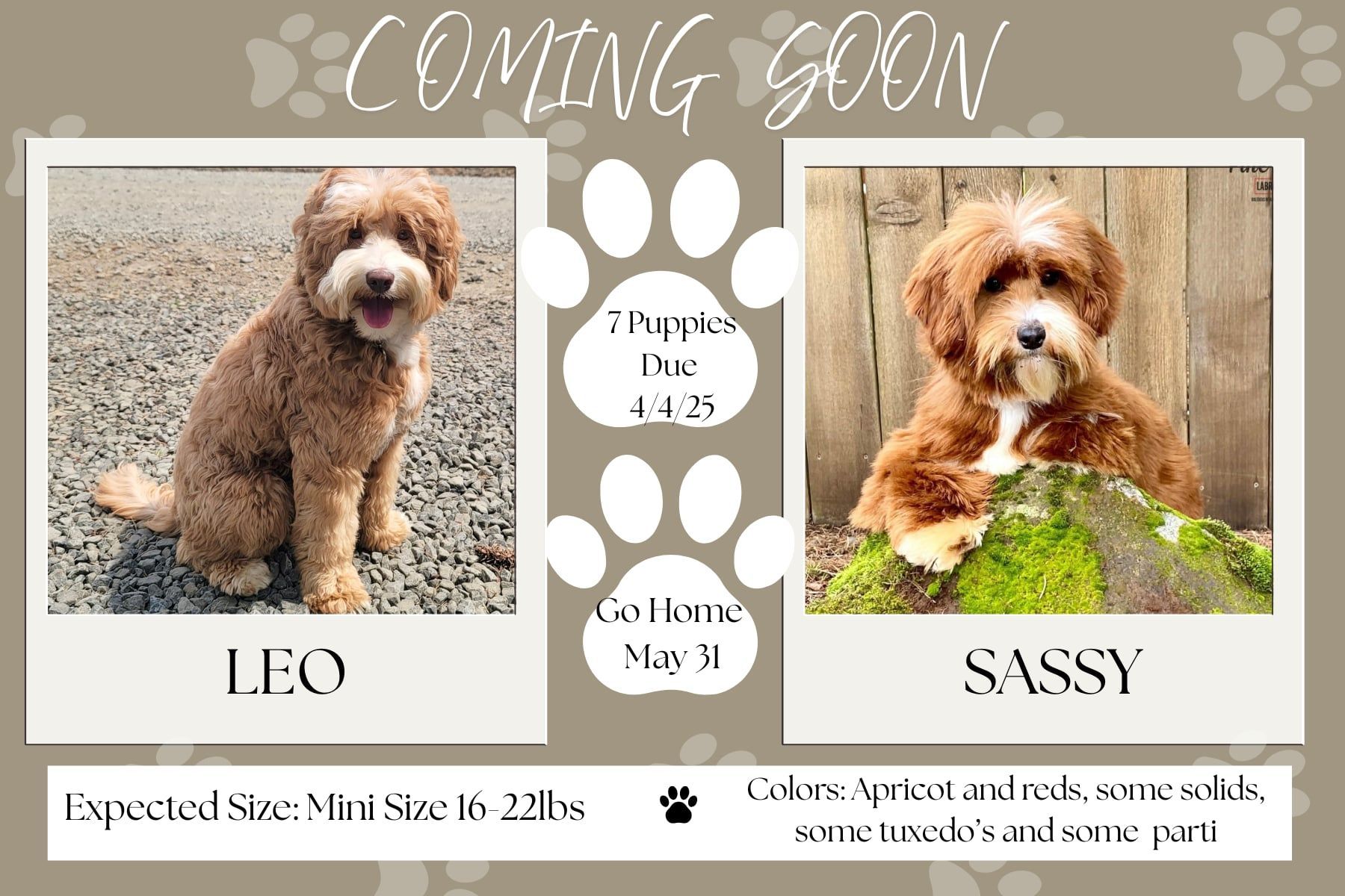 Announcement for puppy litters: Photos of two dogs, Truly and Leo, with due/go-home dates and color details.