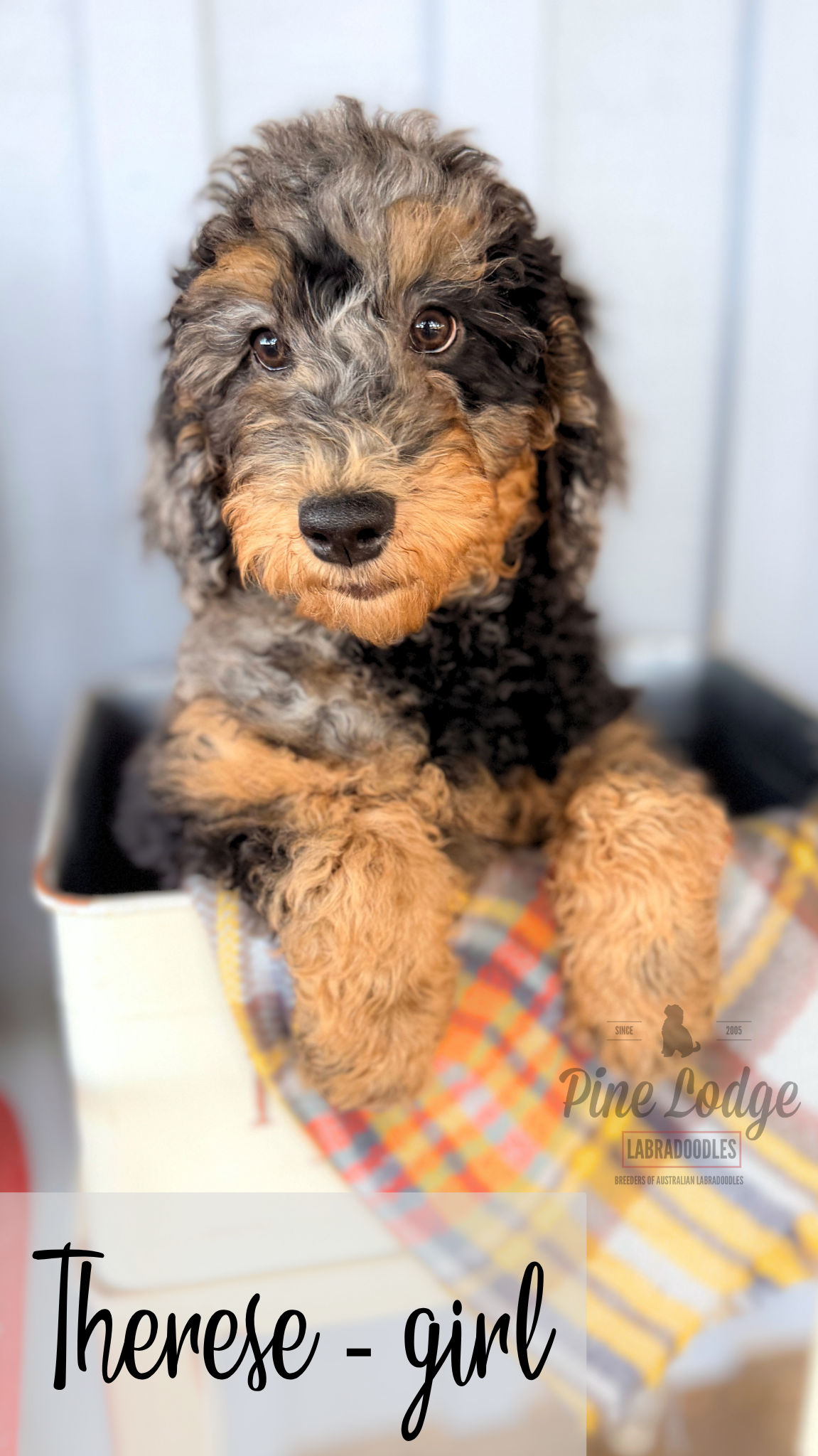 A puppy is sitting on a blanket with its tongue hanging out.
