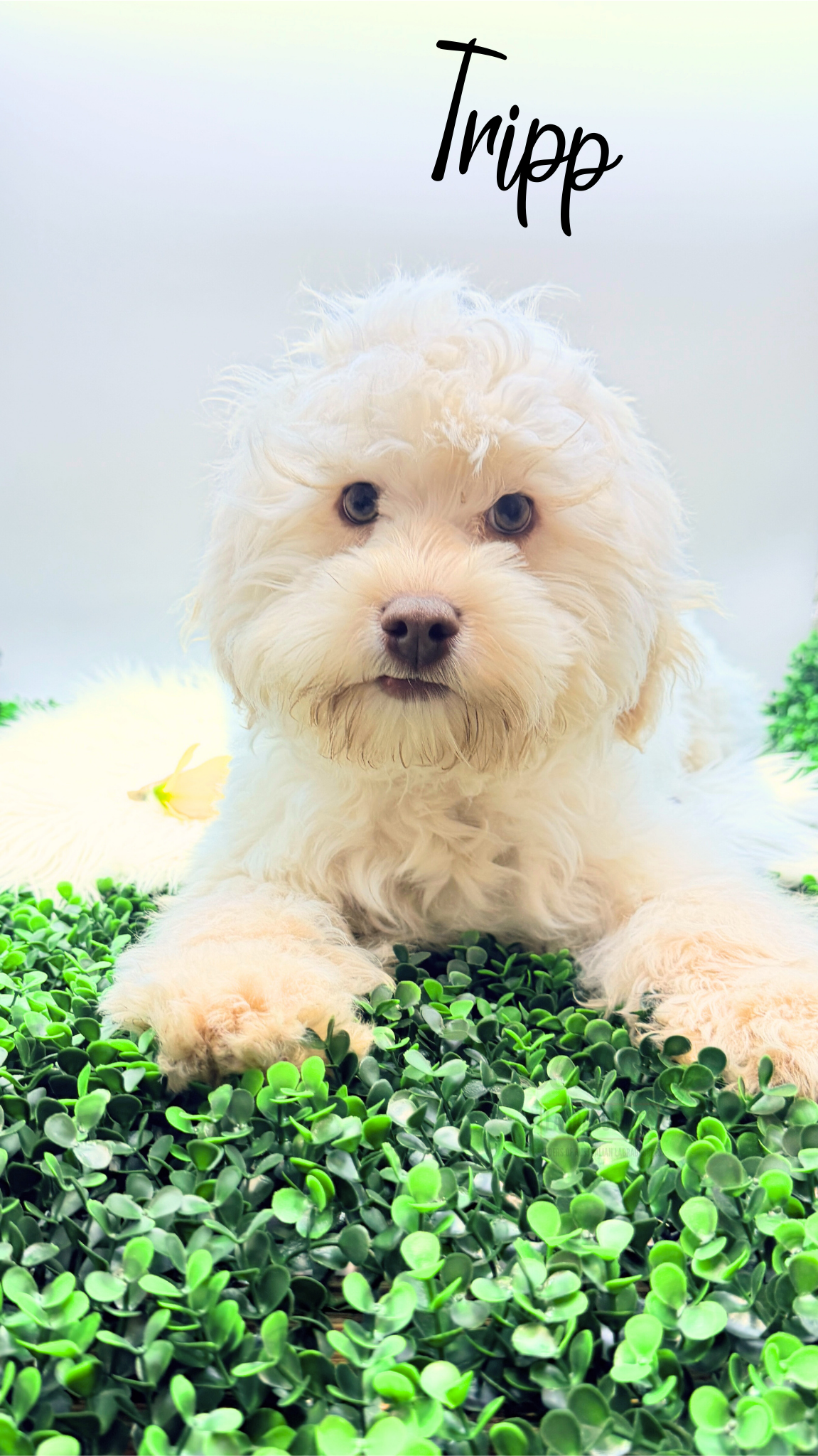Levi  mini-sized labradoodle