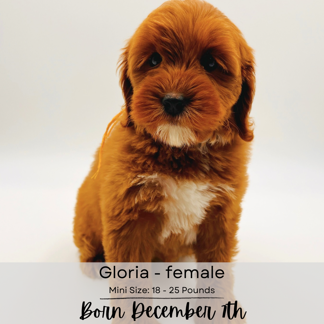 Clefa mini-sized labradoodle