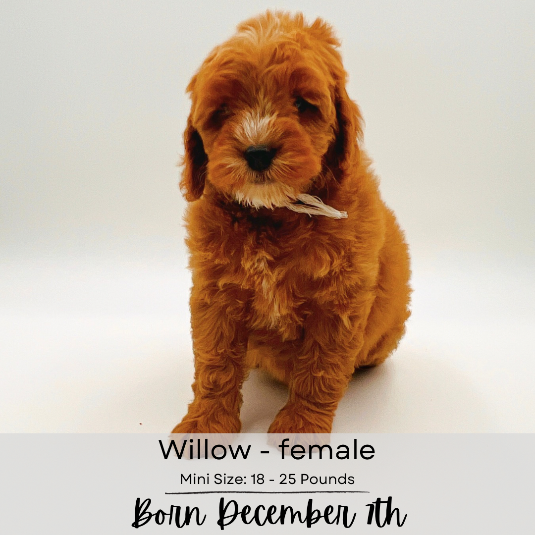 Clefa mini-sized labradoodle