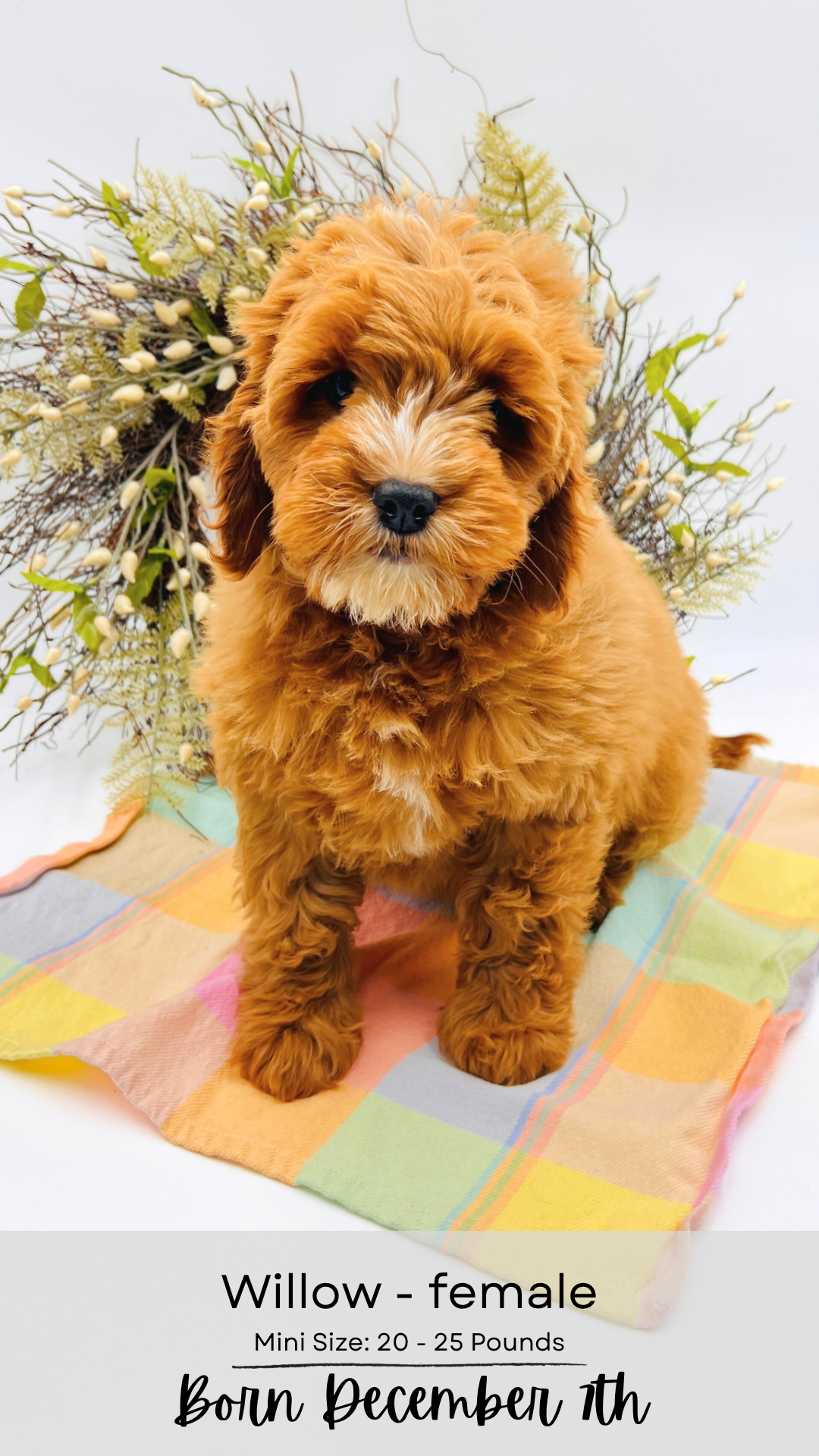 Clefa mini-sized labradoodle