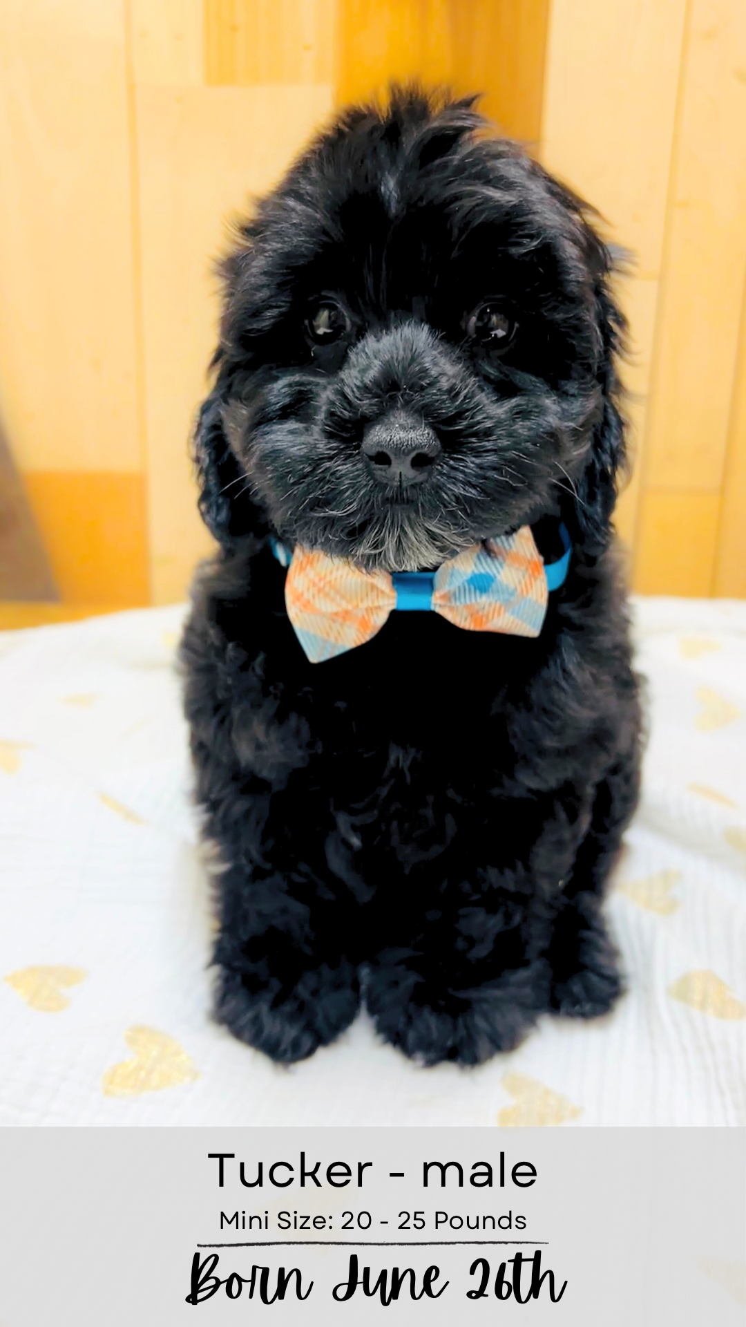 Levi  mini-sized labradoodle