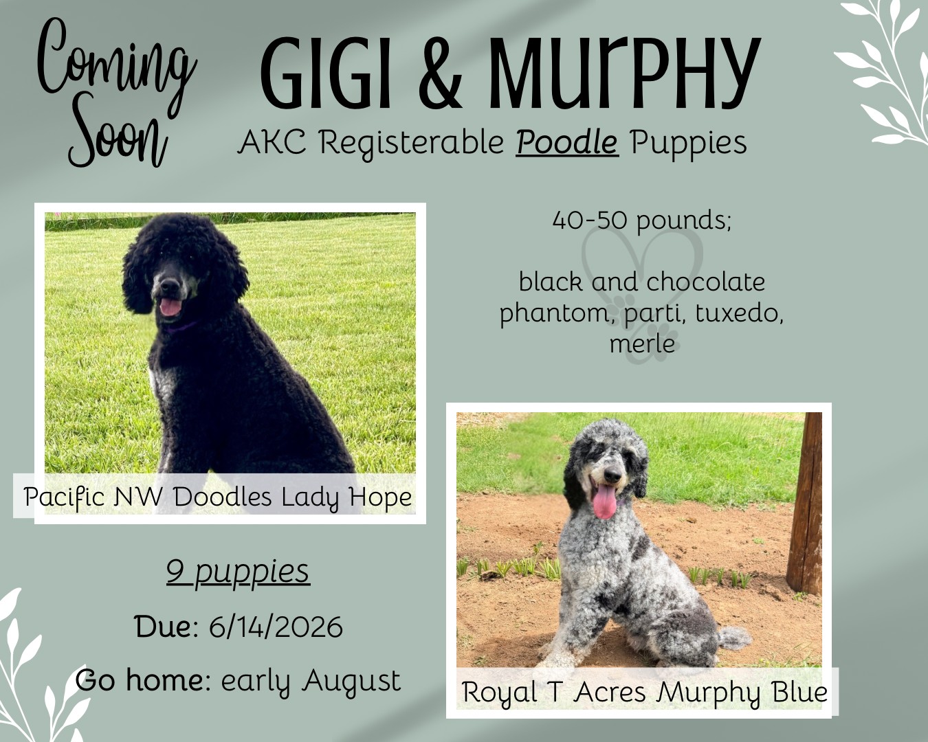 Announcement for puppy litters: Photos of two dogs, Gigi and Murphy, with due/go-home dates and color details.