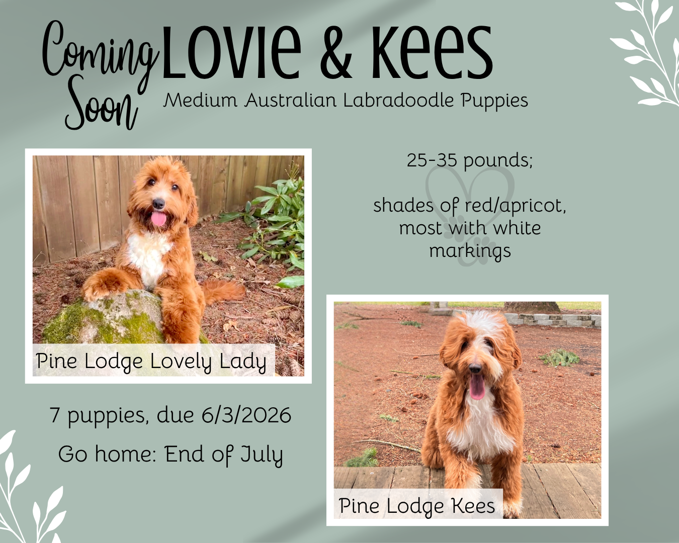 Announcement for puppy litters: Photos of two dogs, Truly and Leo, with due/go-home dates and color details.