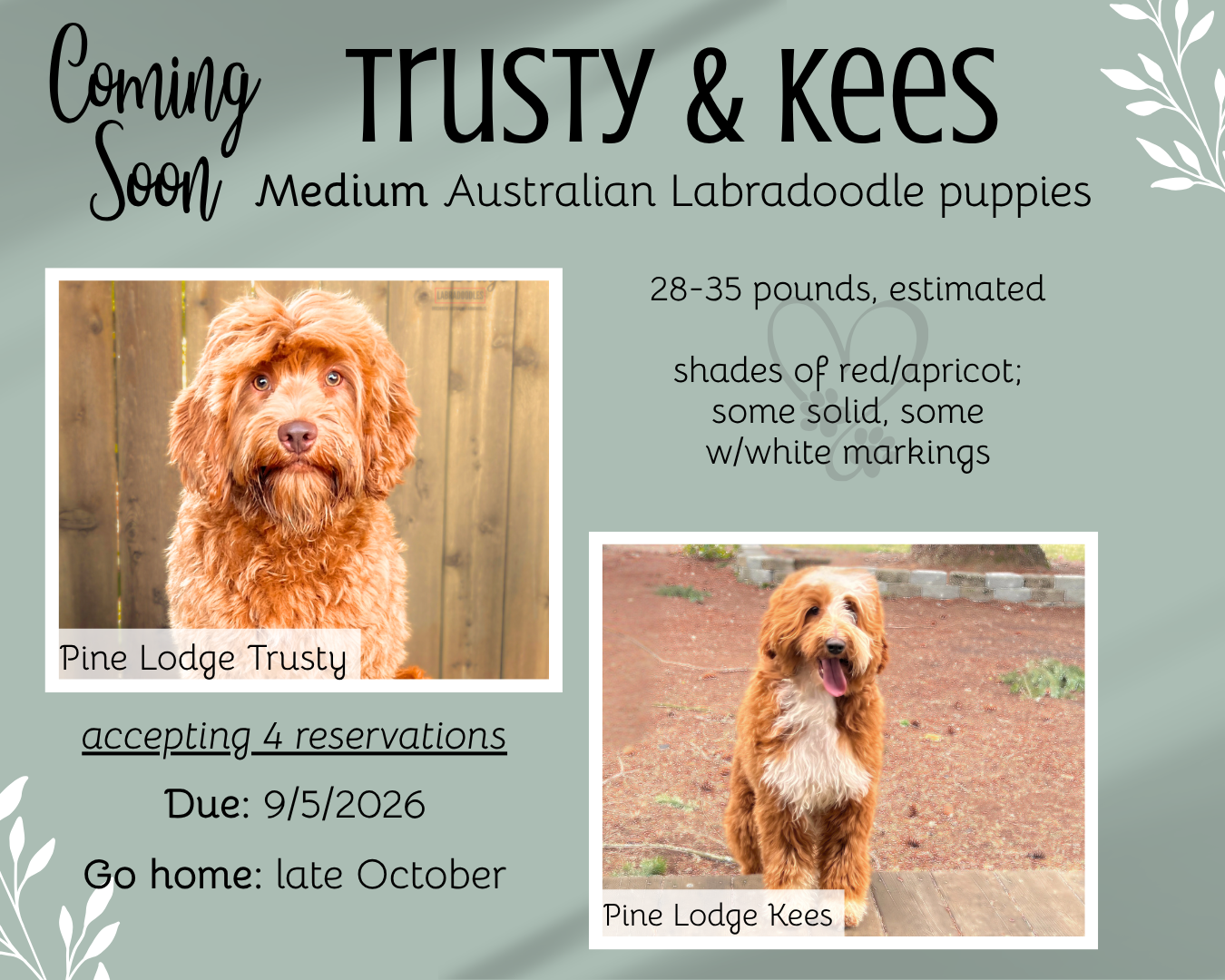 Announcement with photos of two dogs, Millie and Leo, with their due and go-home dates, and expected size and colors.