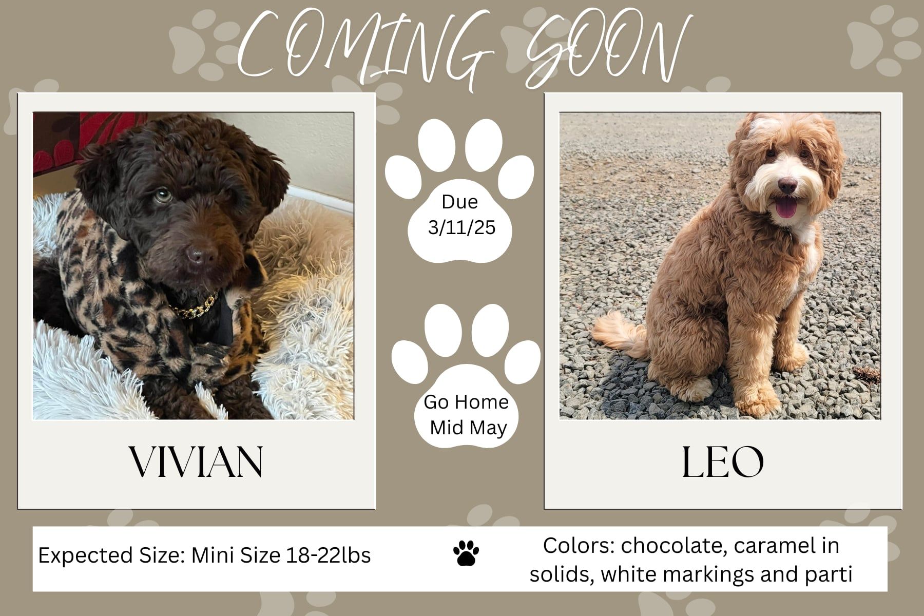 Announcement for puppy litters: Photos of two dogs, Truly and Leo, with due/go-home dates and color details.