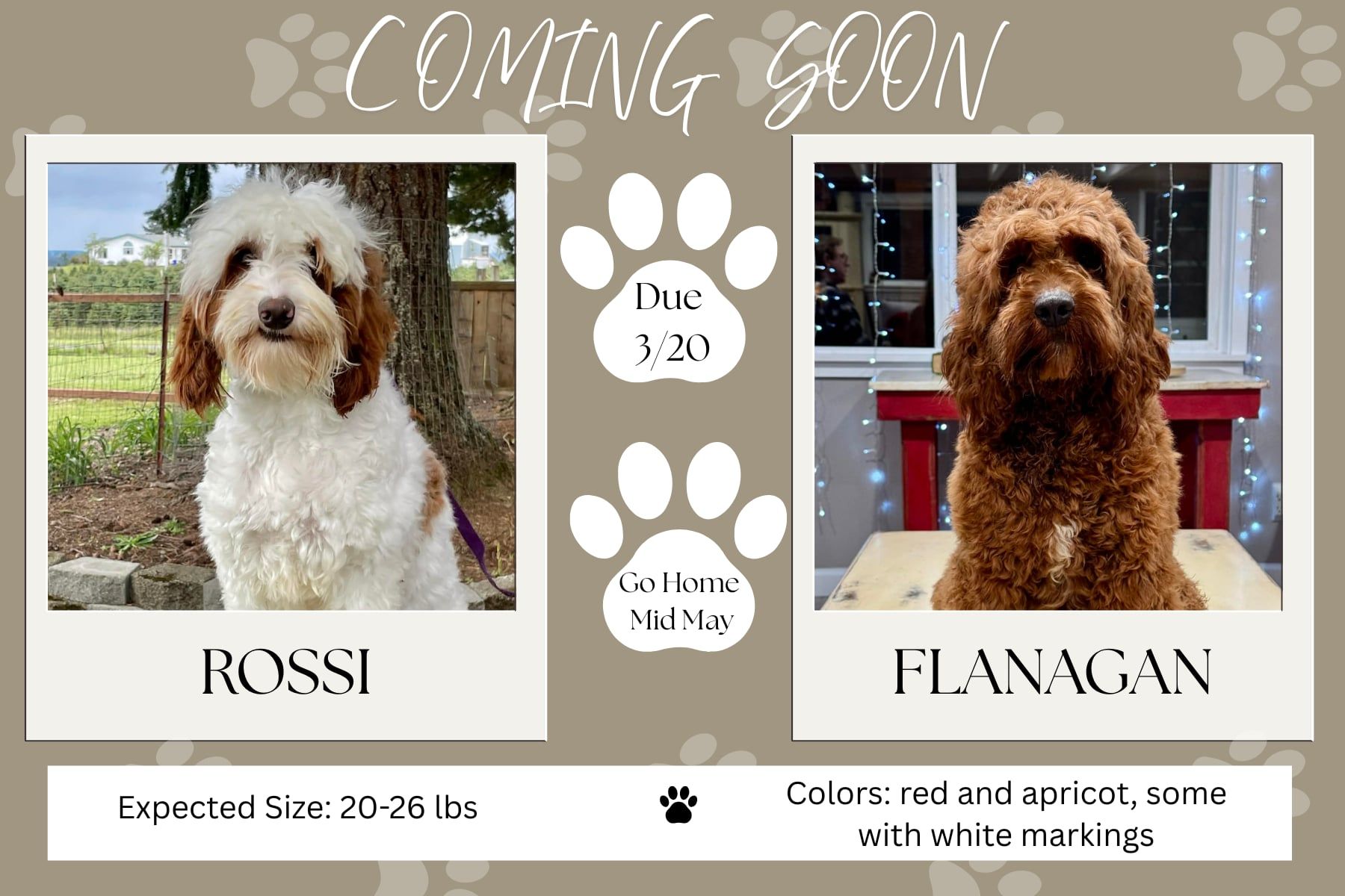 Announcement with photos of two dogs, Millie and Leo, with their due and go-home dates, and expected size and colors.