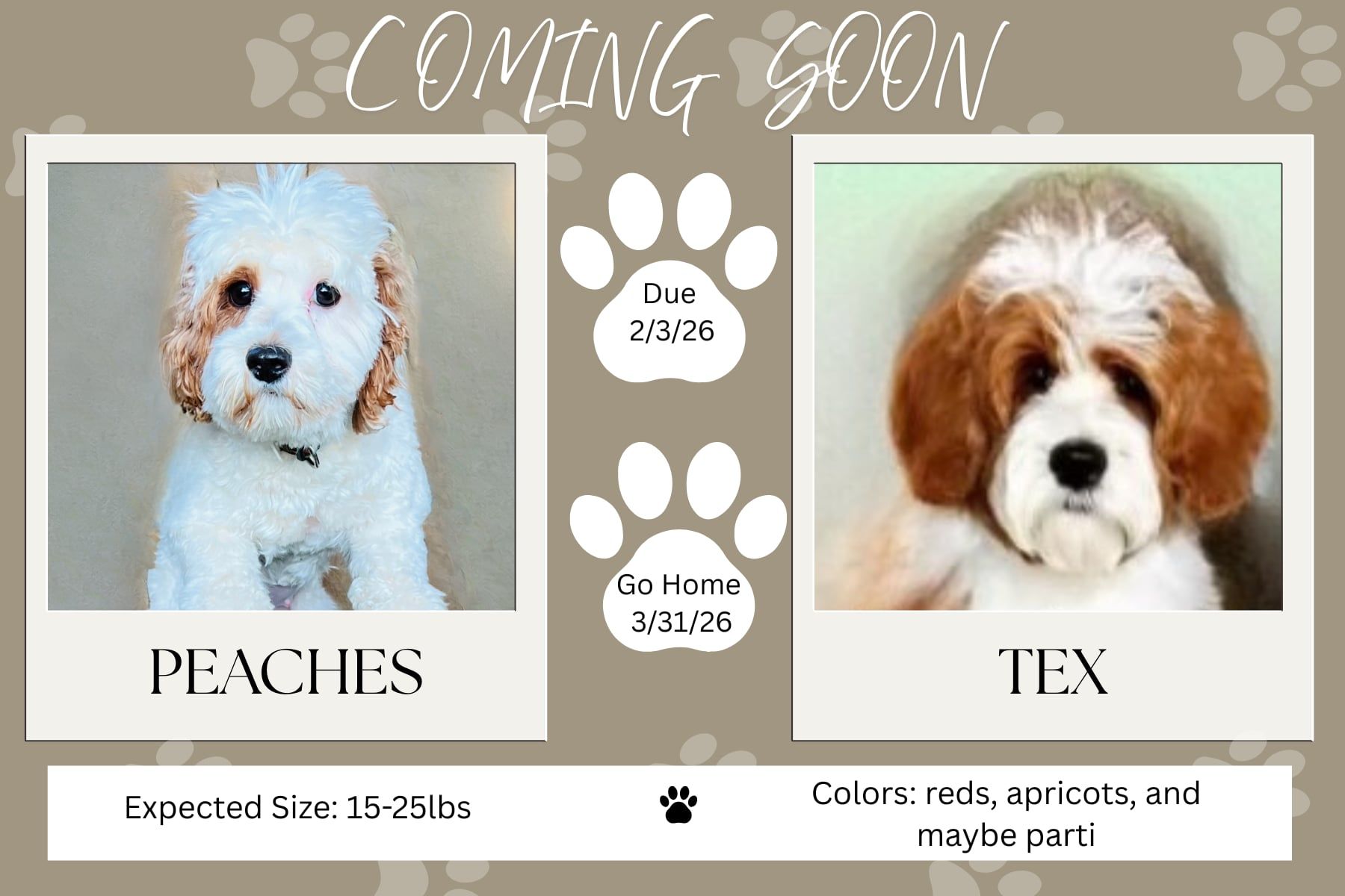Announcement for puppy litters: Photos of two dogs, Truly and Leo, with due/go-home dates and color details.