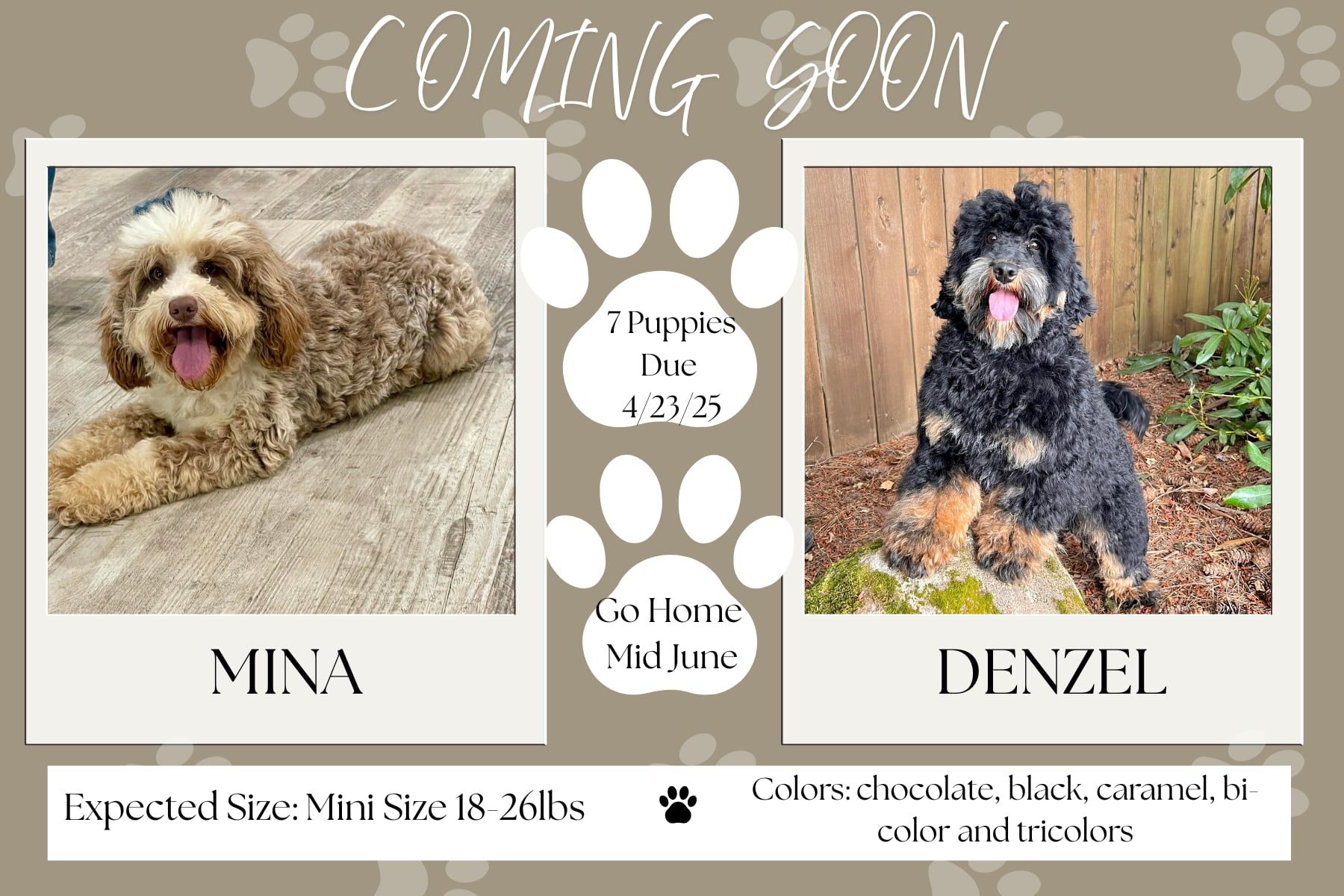 Announcement with photos of two dogs, Millie and Leo, with their due and go-home dates, and expected size and colors.