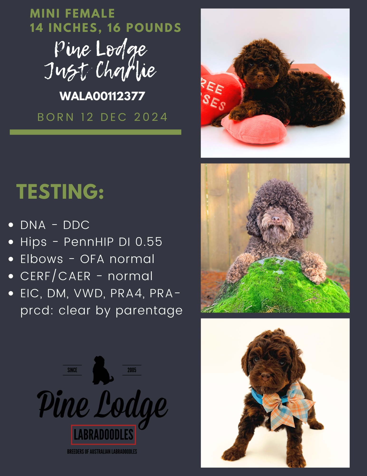 Poodle puppy collage with testing results, pedigree details, and three photos of a curly brown dog in different poses