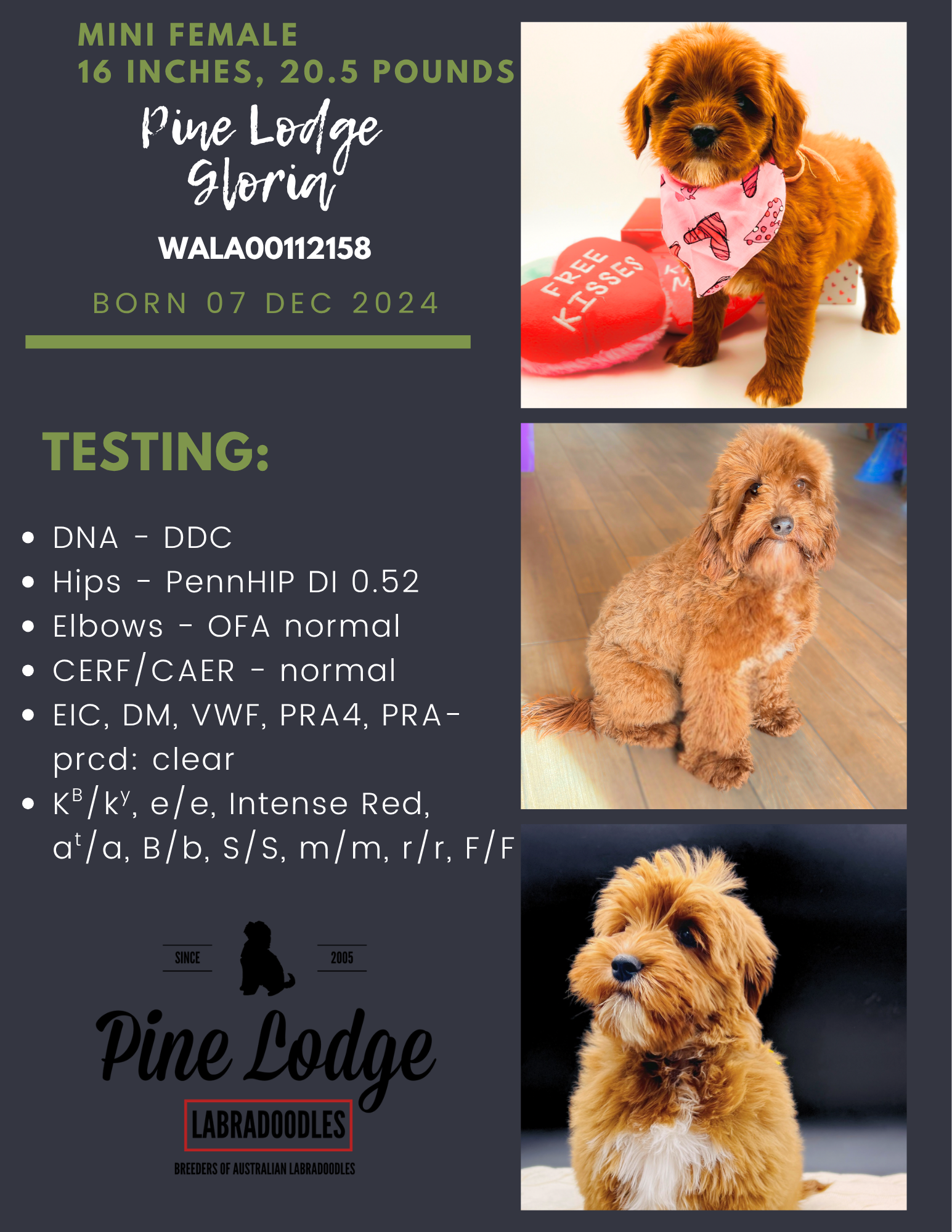 Tan puppy on a Pine Lodge pet sale flyer with testing and breeder details