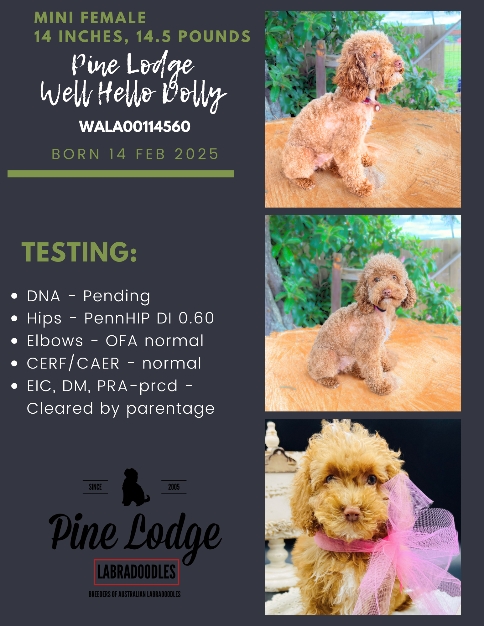 Pine Lodge Well Hello Dolly