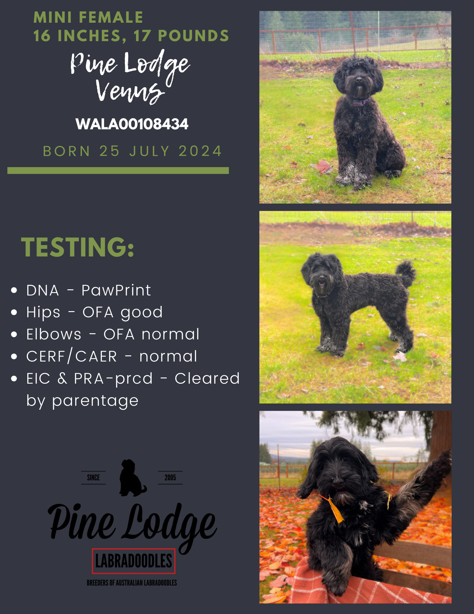 Pine Lodge Venus - Luna