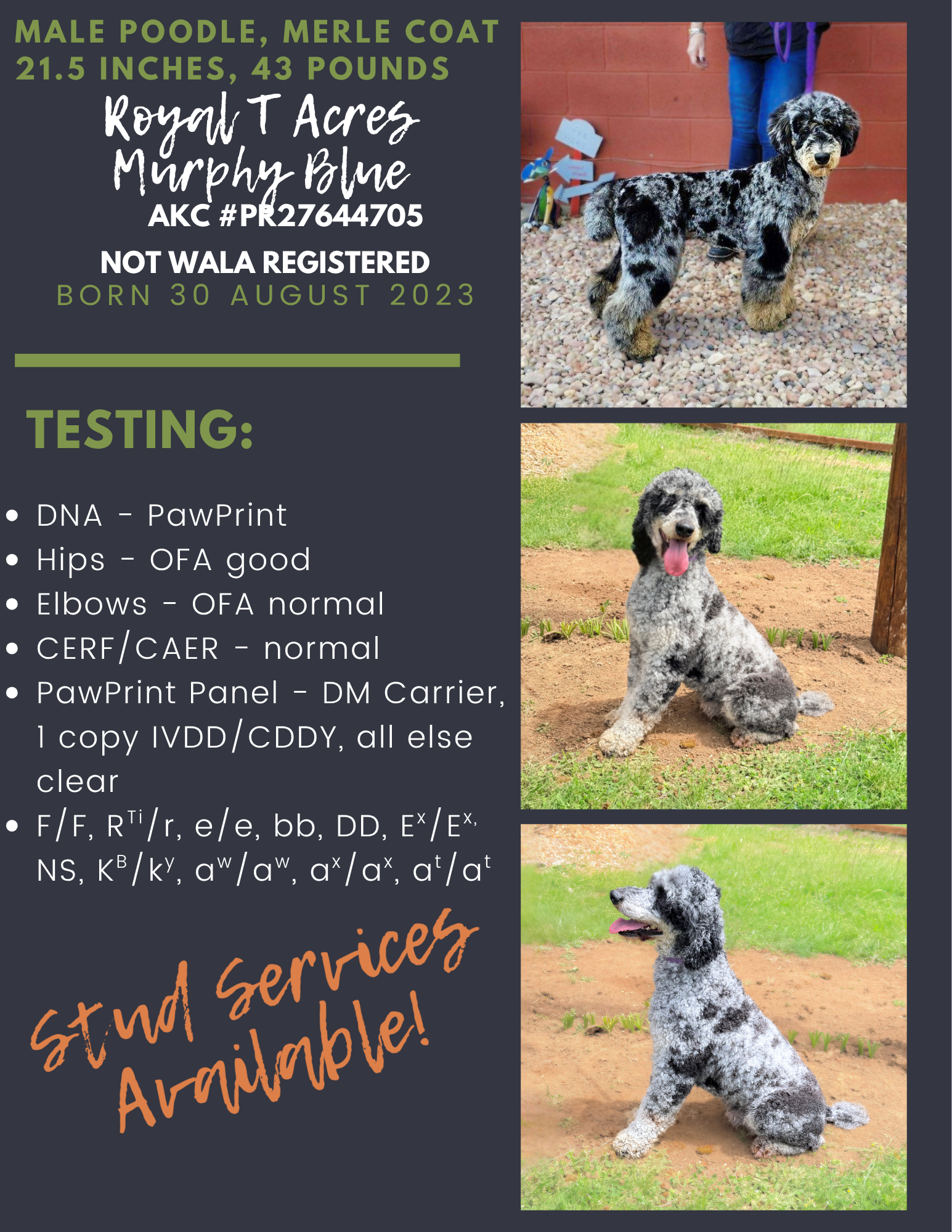 Merle poodle mix show dog flyer with three dog photos, testing details, and Grand Service Available text.