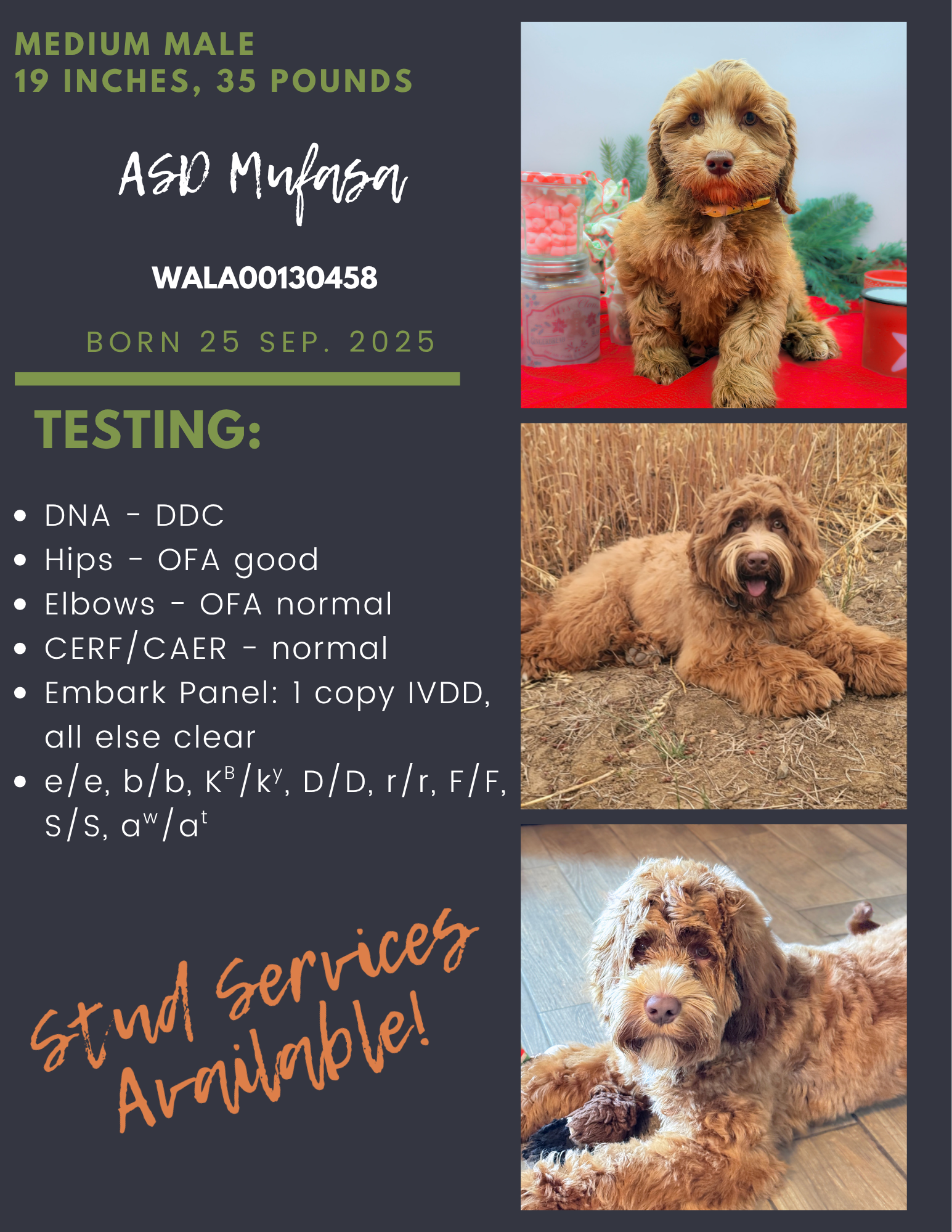Flyer for a medium male poodle mix, 19 inches and 35 pounds, with three dog photos and training details.