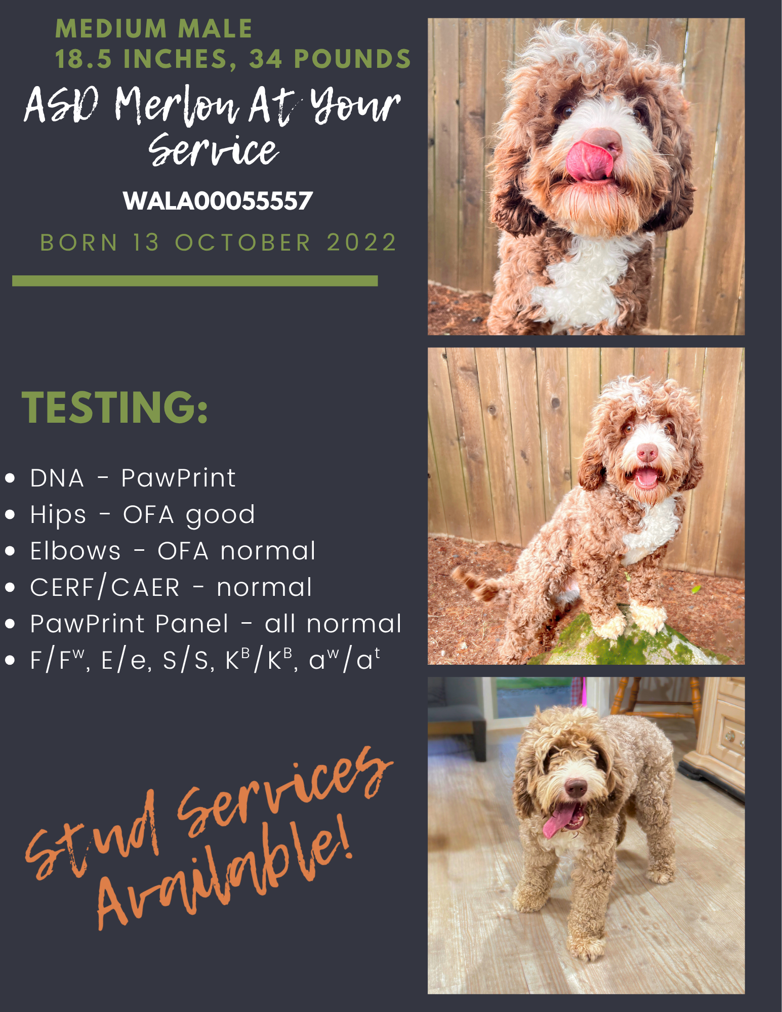Flyer with three dog photos, green and orange text, and a good service animal note.