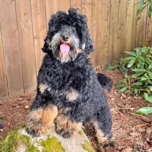 Flanagan O'Doodle