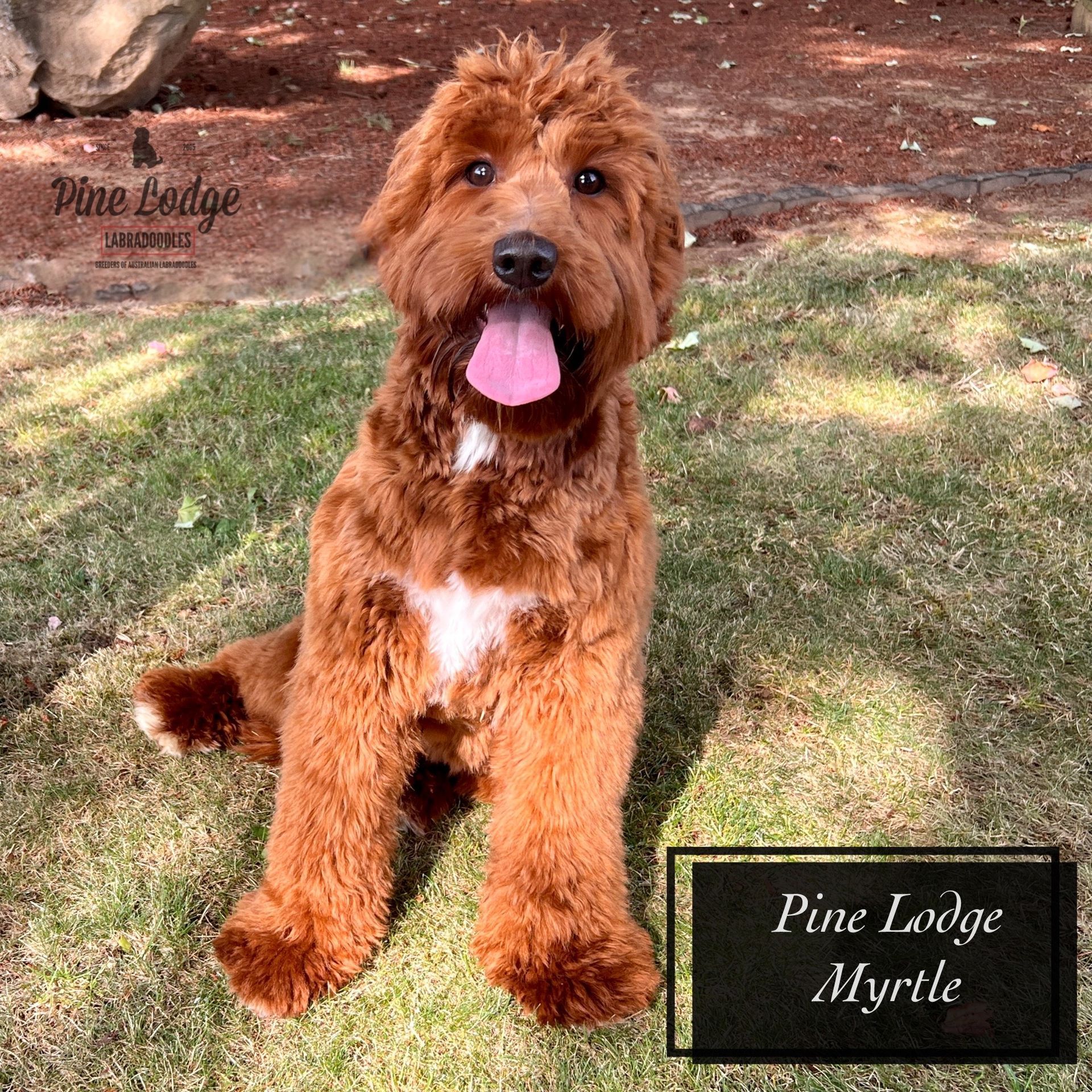 A brown dog with a pink tongue is sitting in the grass.