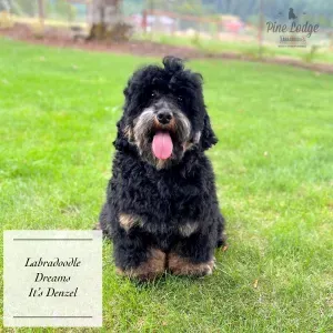 Labradoodle Stud Services | Portland, OR