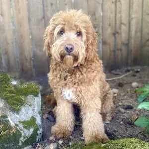 A small brown dog is sitting on a rock in front of a wooden fence.