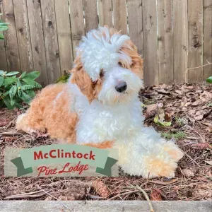 A brown and white dog is laying on the ground in front of a wooden fence.