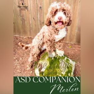 A brown and white dog is sitting on top of a mossy rock.