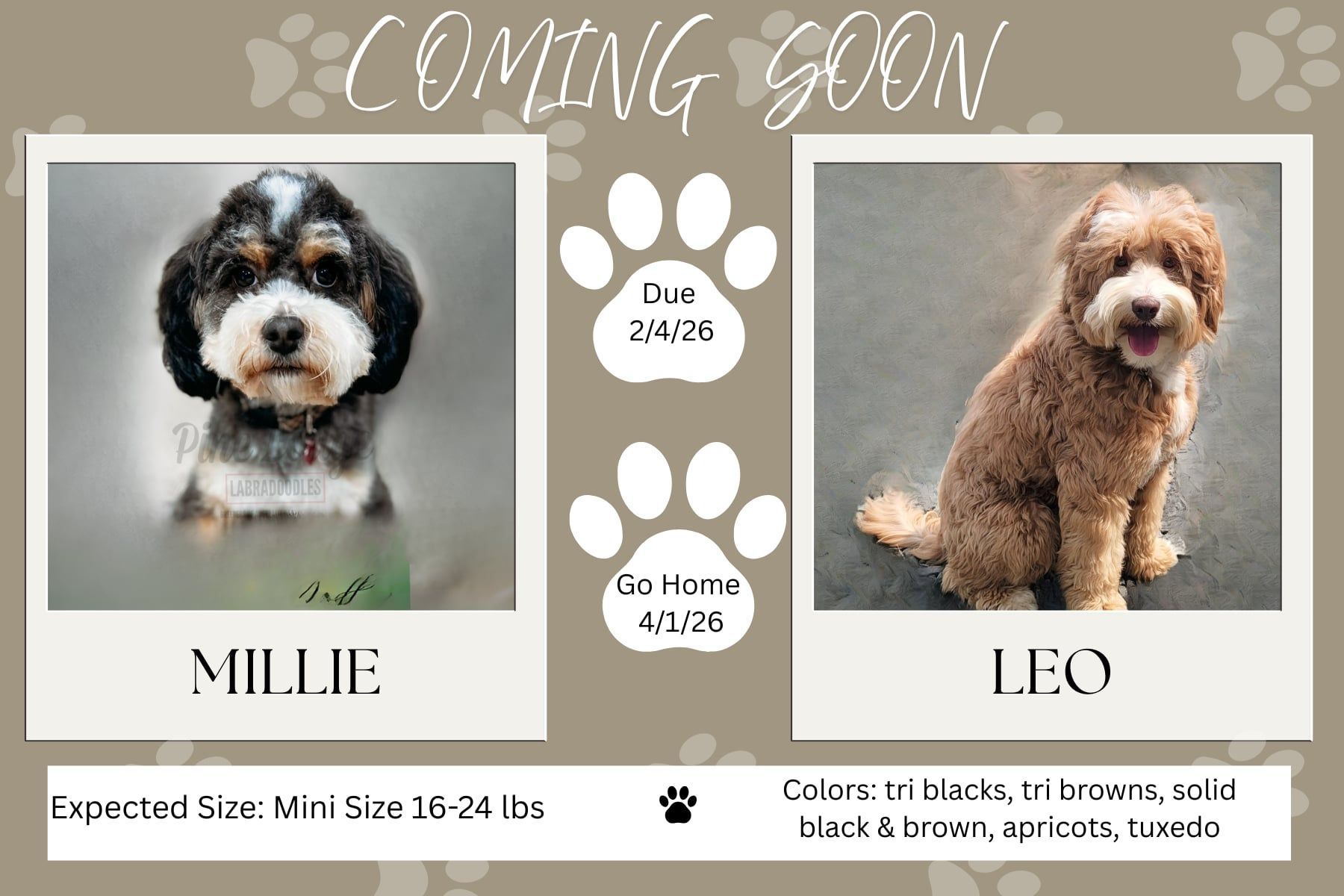 Announcement with photos of two dogs, Millie and Leo, with their due and go-home dates, and expected size and colors.