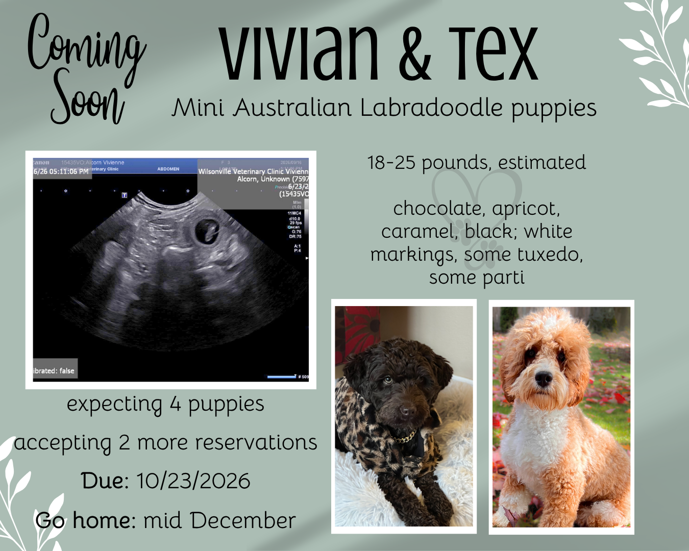 Promotional graphic for Vivian & Tex mini Australian Labradoodle puppies, with ultrasound and two puppy photos.