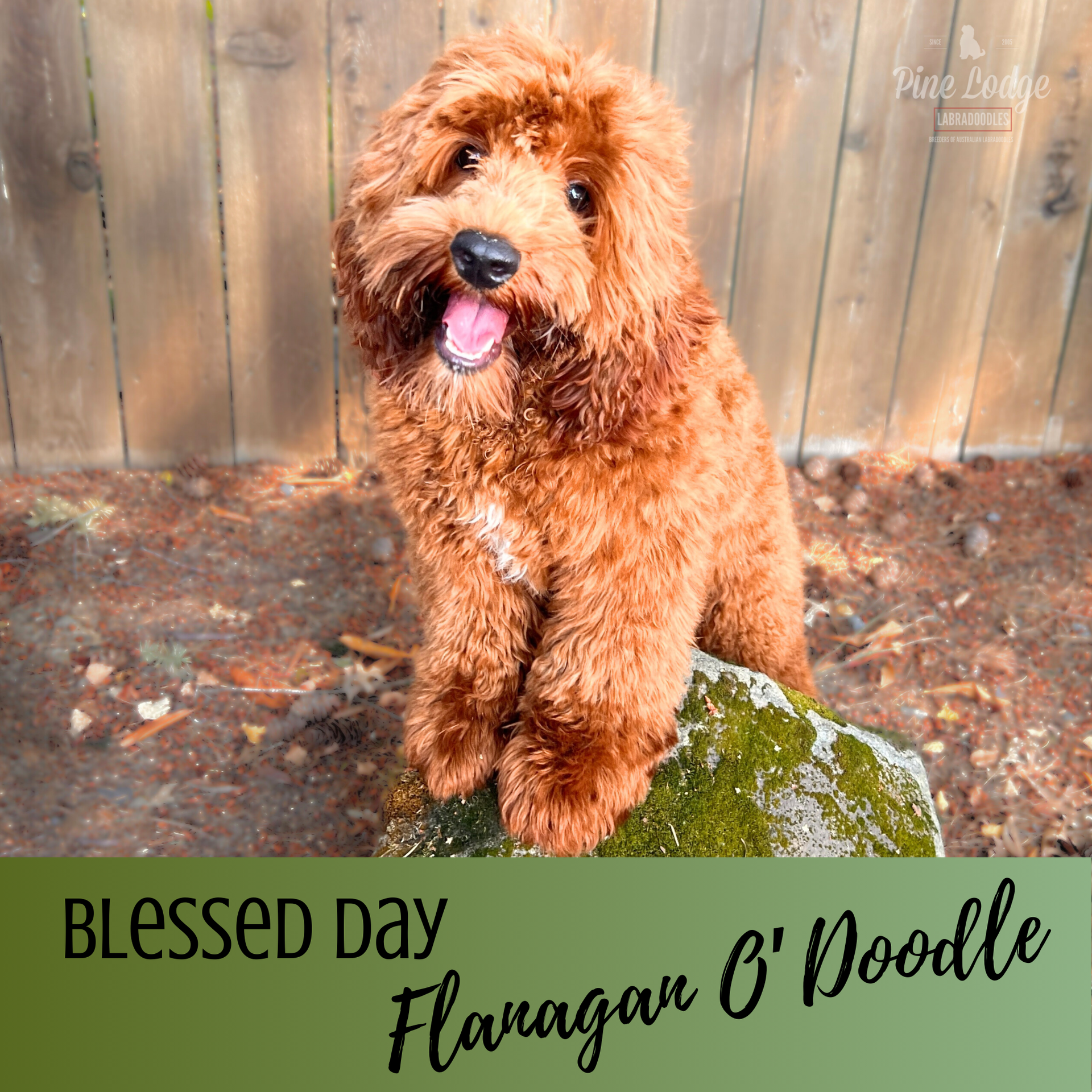 Flanagan O'Doodle