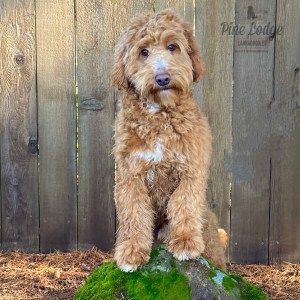 A small brown dog is sitting on a pile of hay