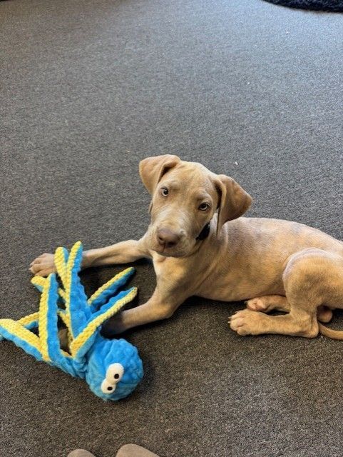 A light brown puppy with a blue and yellow octopus toy on a gray carpet.