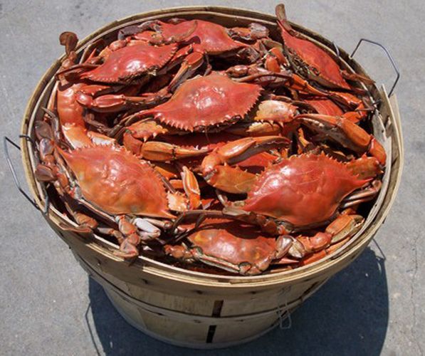 crab bushel