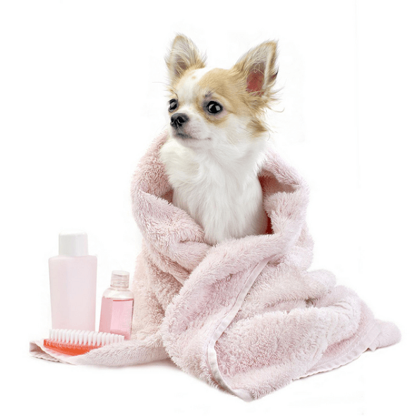 A long coated chihuahua with towel, shampoo and brush