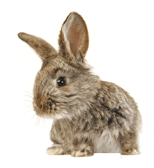 Brown rabbit with long ear