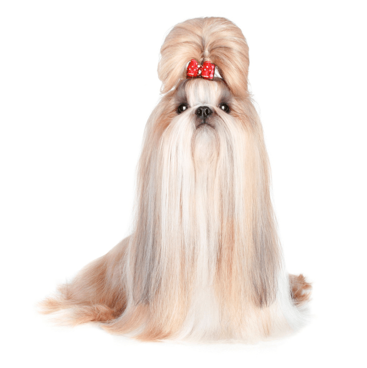 Full coat Shih Tzu with red bow top knot