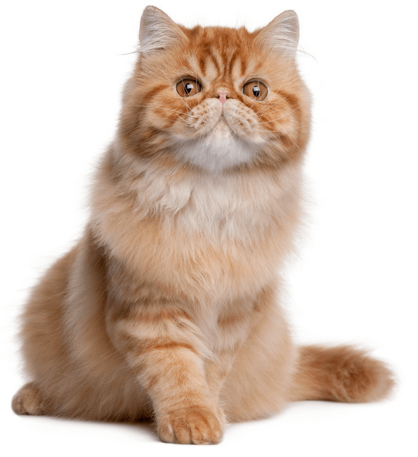Orange persian cat