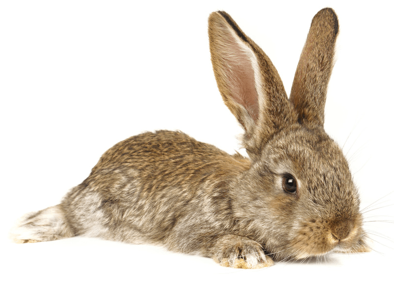 Bunny with long ears