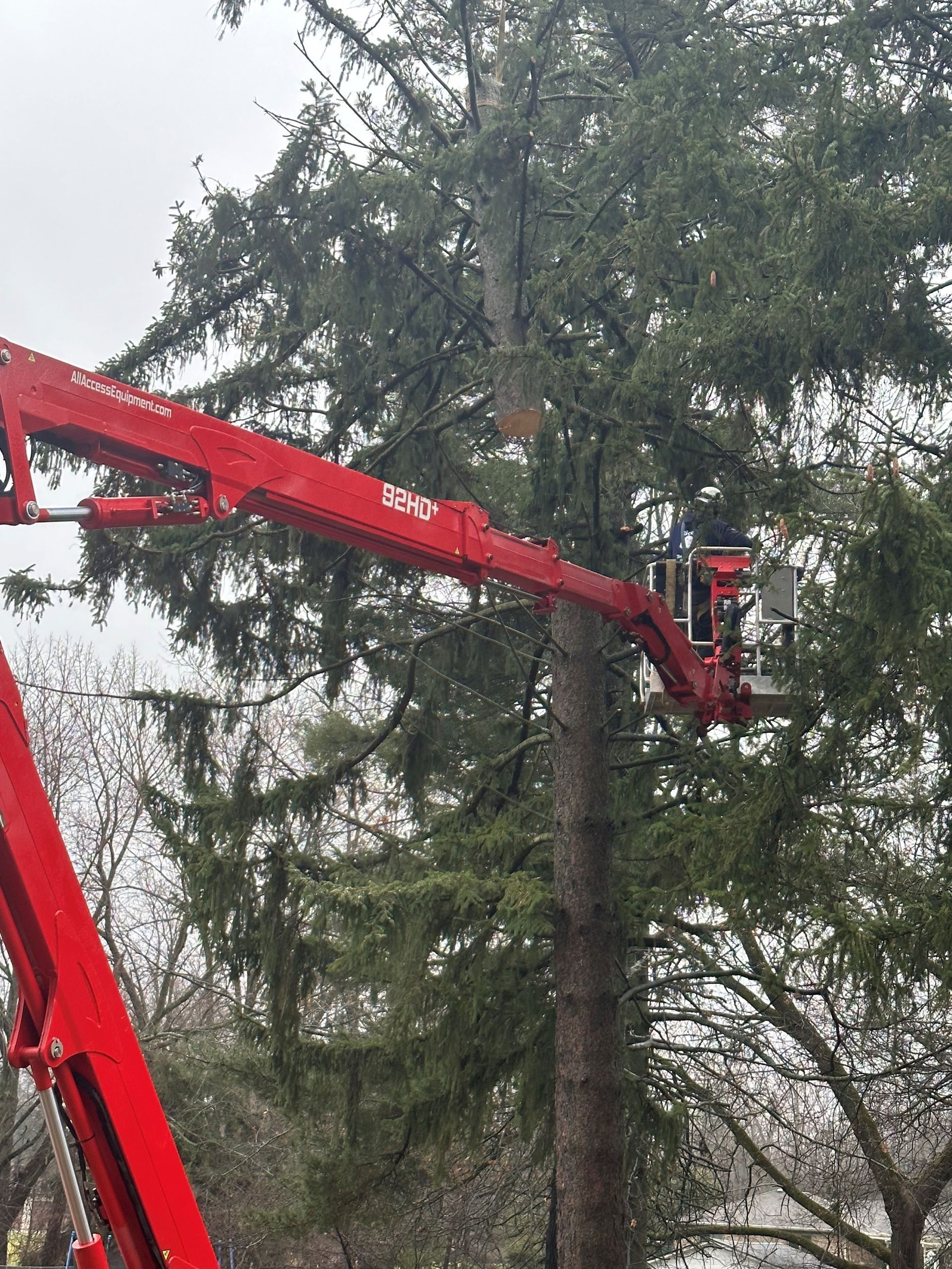 a red crane is cutting a tree in a park .