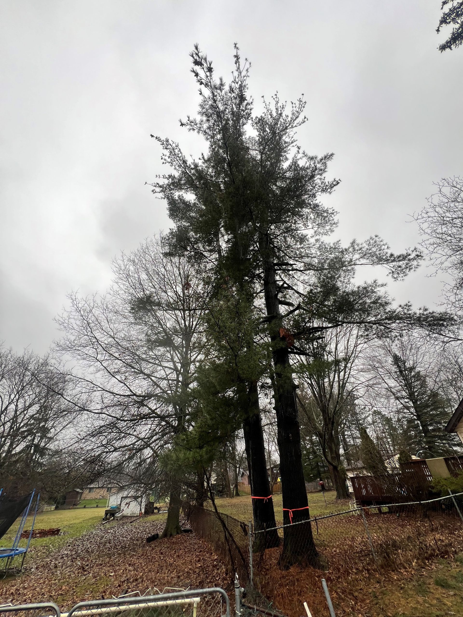 a couple of trees standing next to each other in a field .