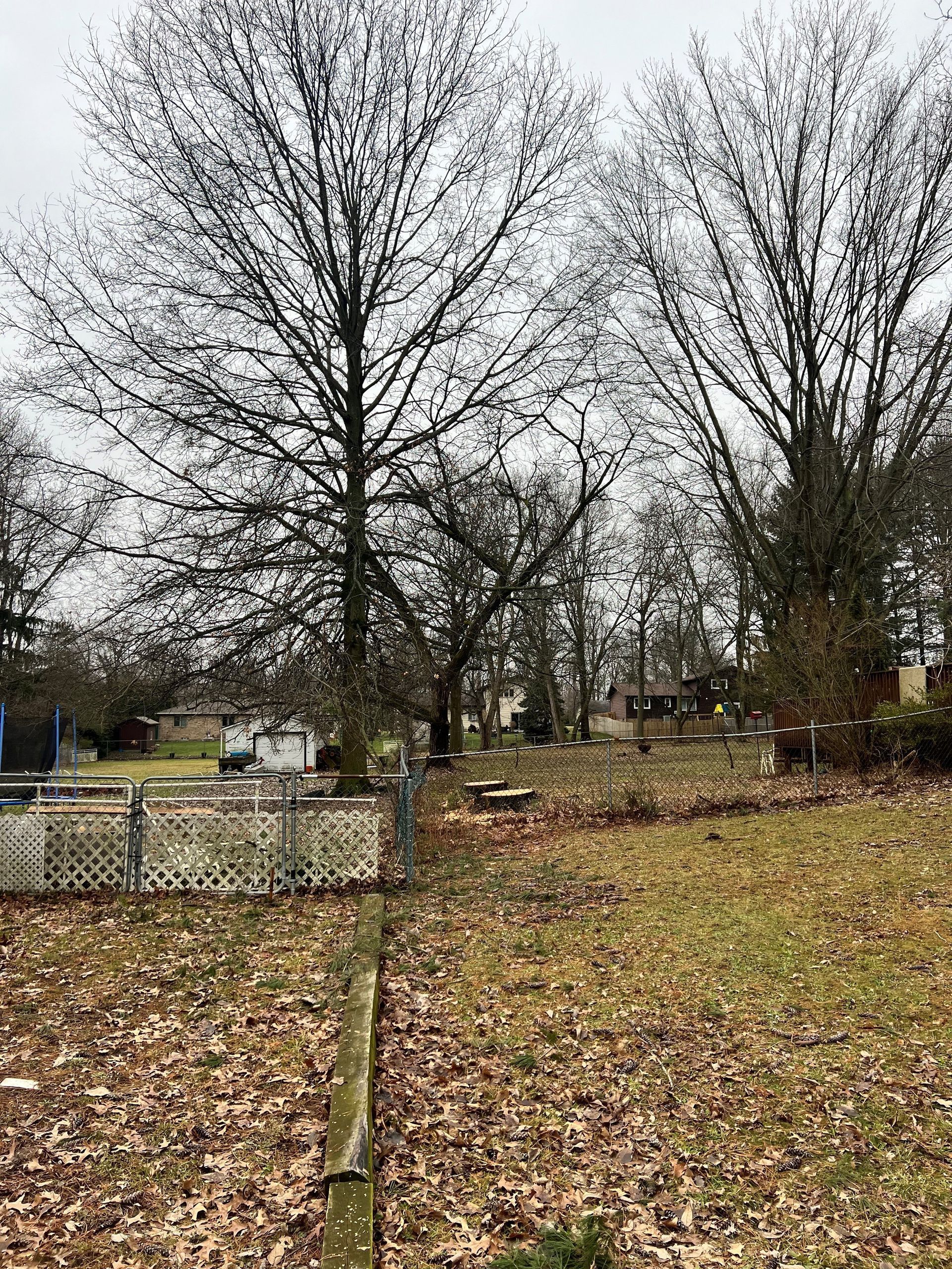 a fenced in yard with trees and leaves on the ground .